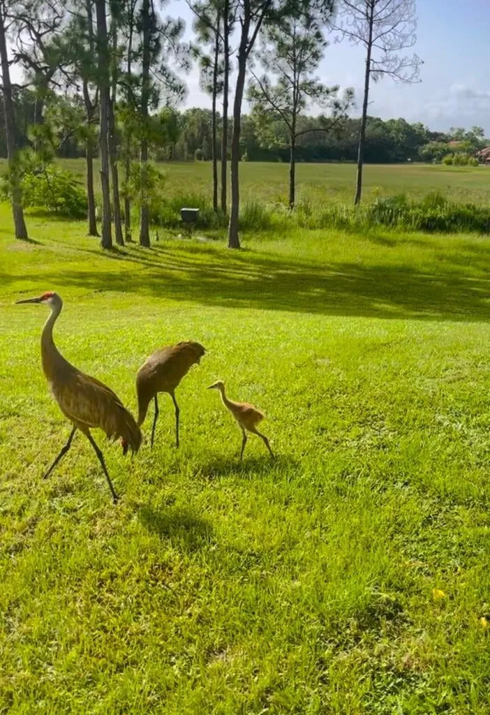 Ranch Colony Jupiter Residence photo 61