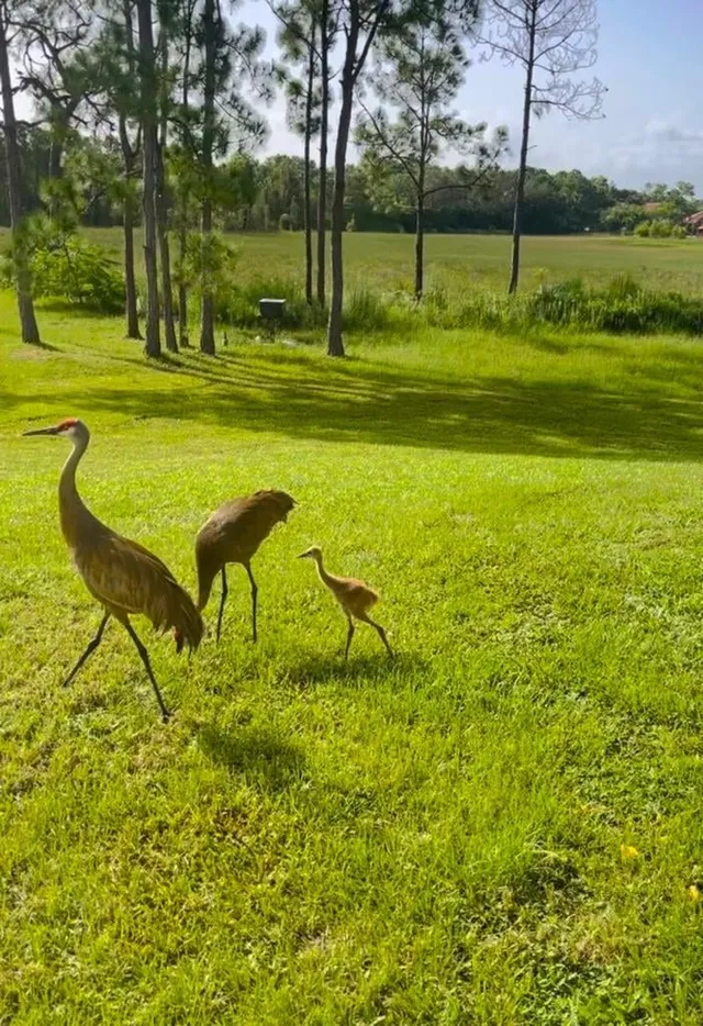 Ranch Colony Jupiter Residence photo 61