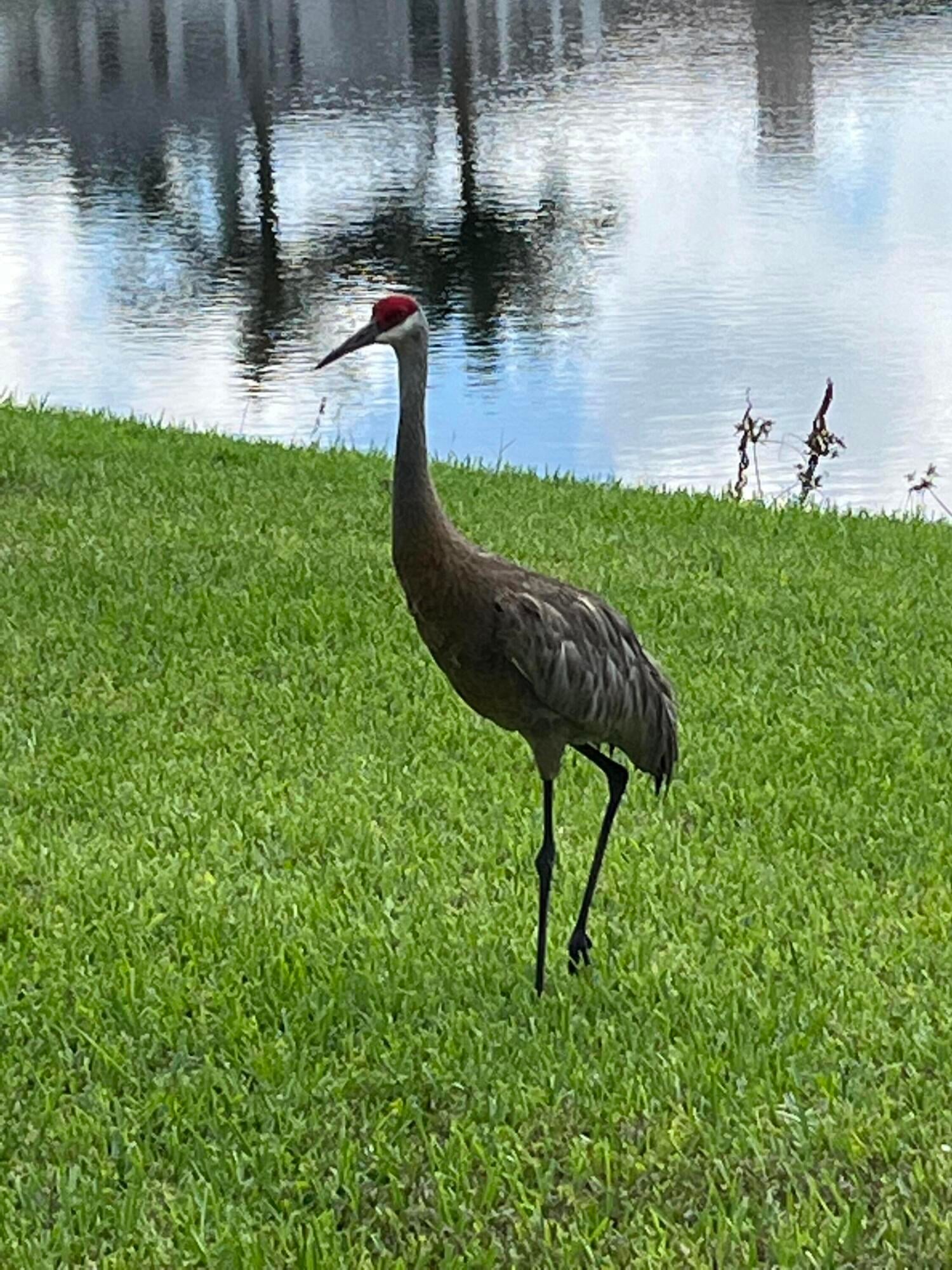 Oaks At Boca Raton Residence photo 11
