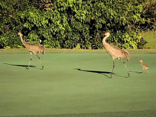 PGA National Palm Beach Gardens Residence photo 20