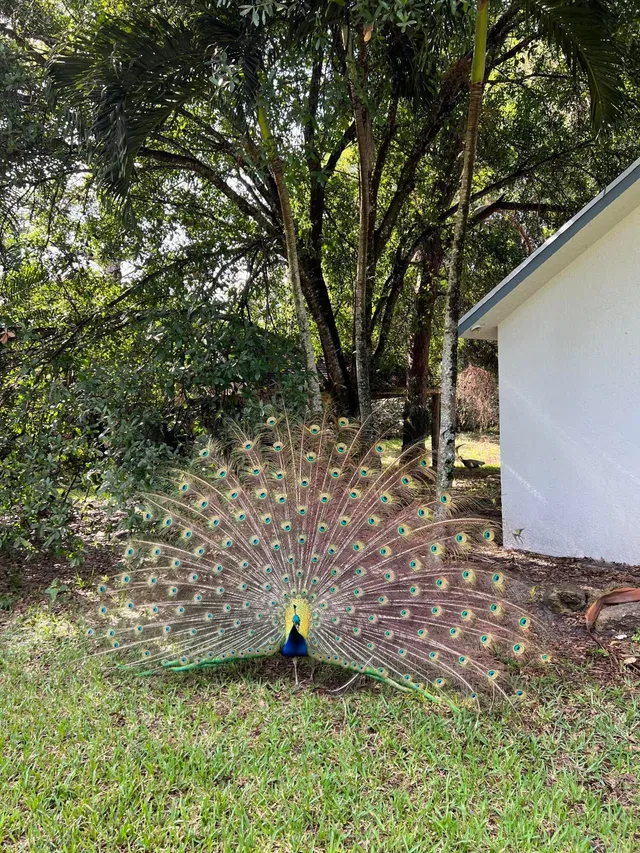 Residence photo 35