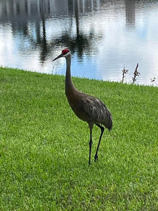 Oaks At Boca Raton Residence photo 10