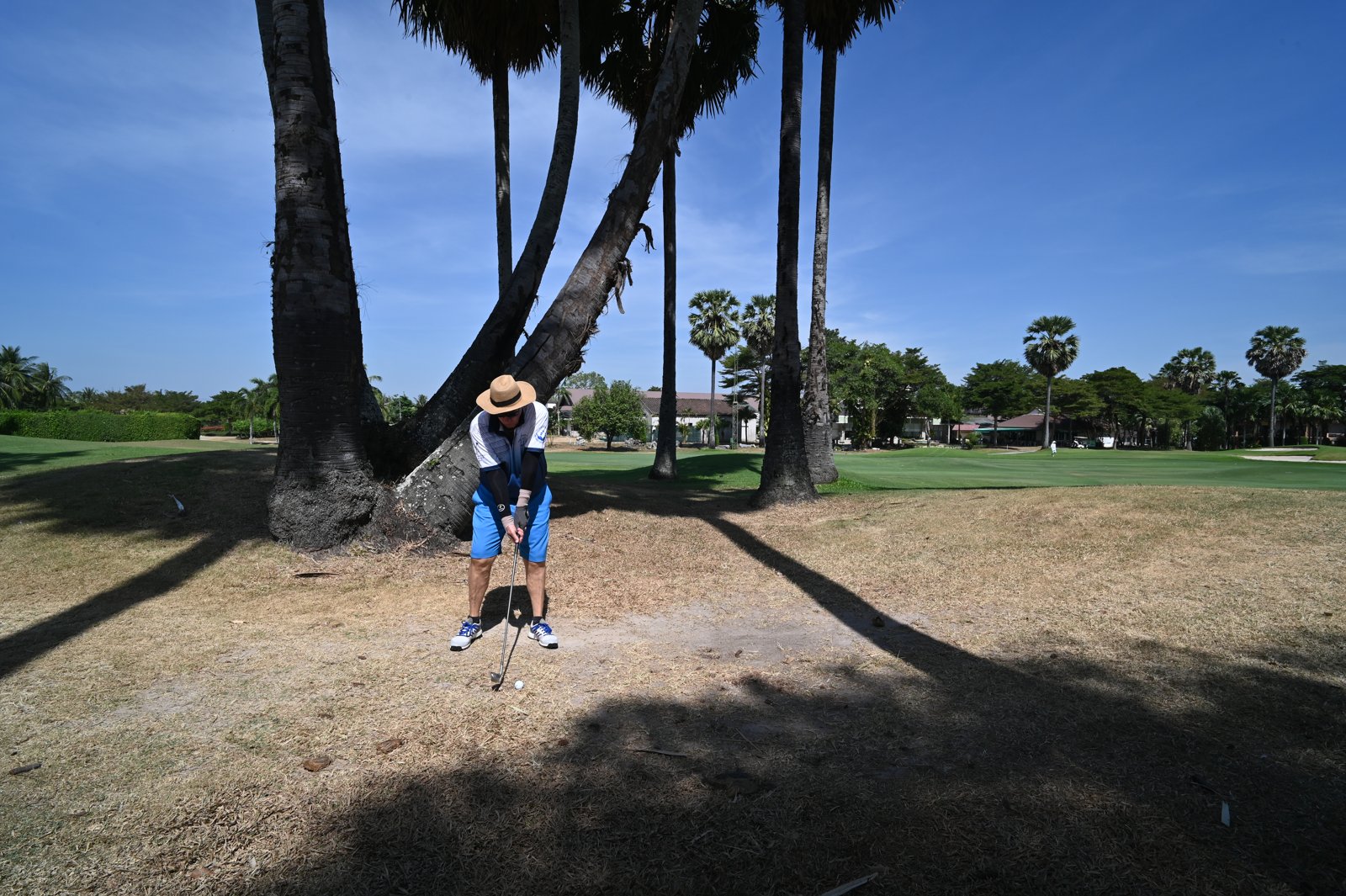 Palm-lined fairway