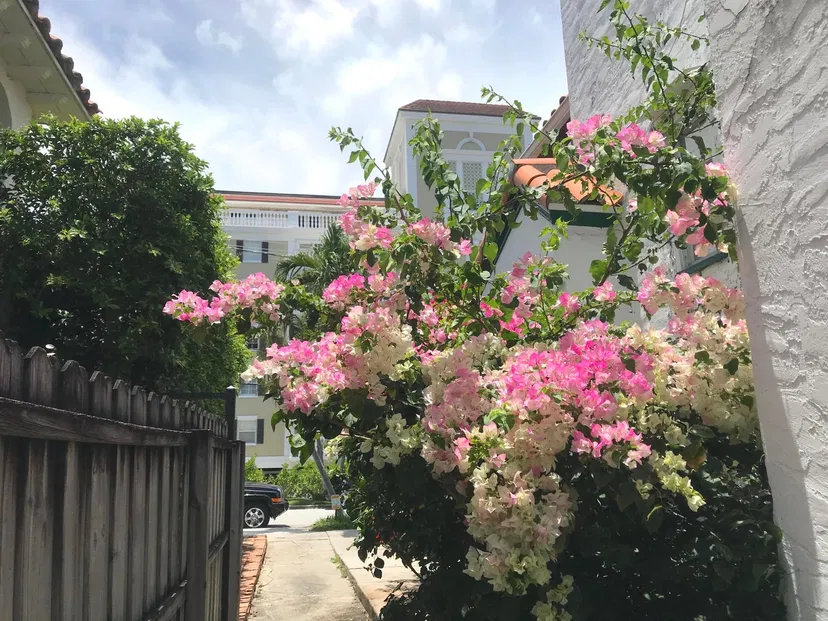 335 Cocoanut Row — photo 5